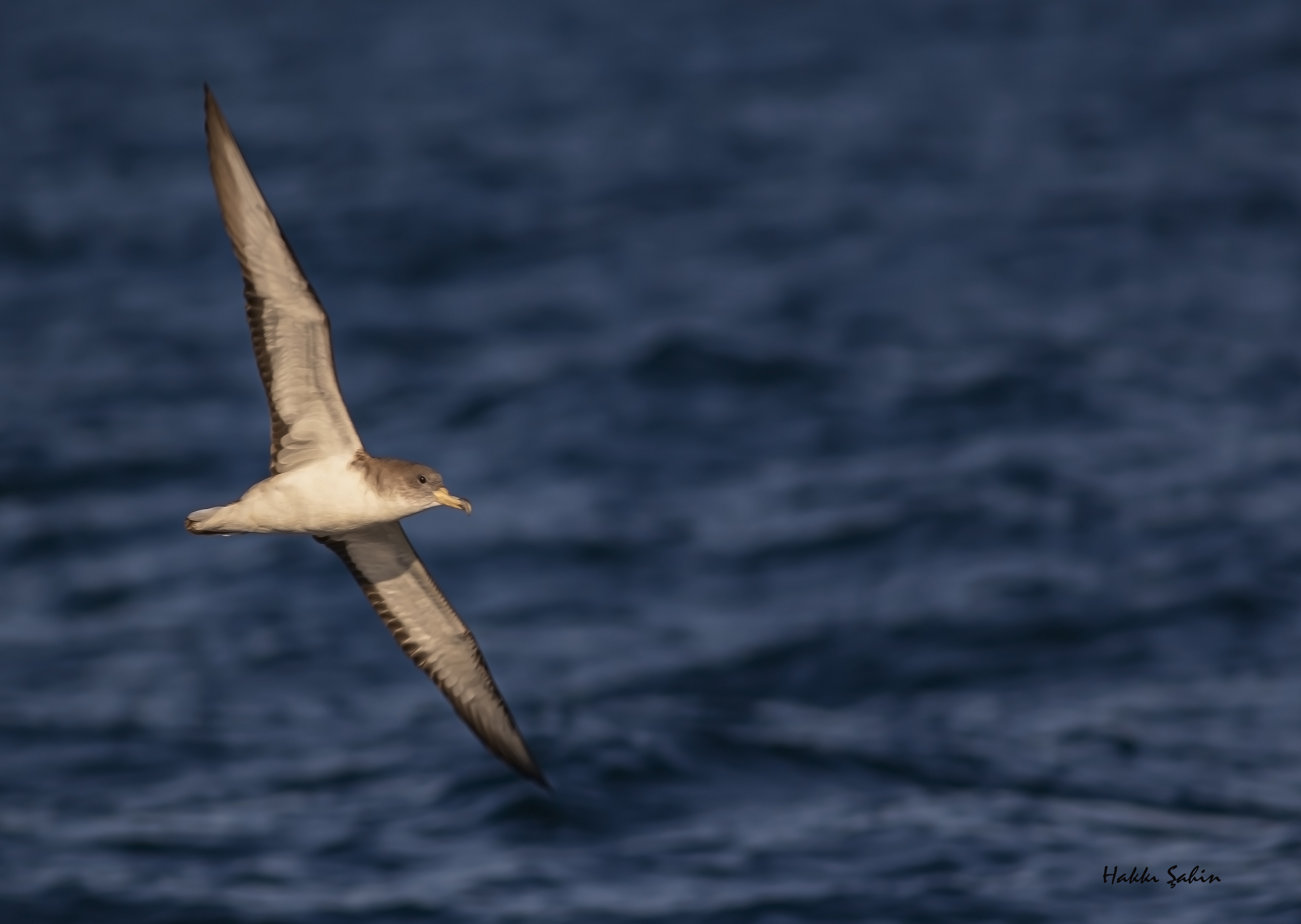 Cory's Shearwater
